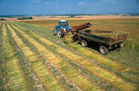 Harvesting. Pay attention also to this tractor made in Belarus